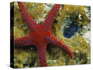 Beautiful Starfish Canvas Artwork For Sale Posters And