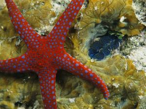 Beautiful Starfish Artwork For Sale Posters And Prints