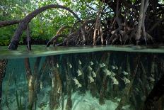 Orbiculate Cardinalfish sheltering amongst mangroves-Tim Laman-Photographic Print