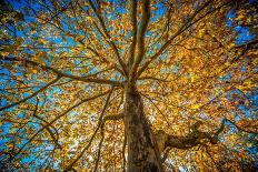 Fall Tree-Tim Oldford-Photographic Print