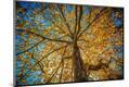 Premium Photographic Print