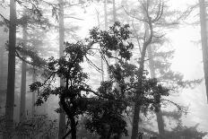 Foggy Trees-Tim Oldford-Photographic Print