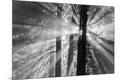 Photographic Print