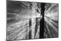 Photographic Print