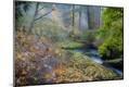 Photographic Print