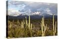 Stretched Canvas Print