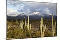 Photographic Print