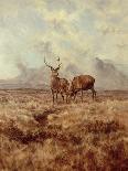 Red Stags, Ben Buie, 1982-Tim Scott Bolton-Giclee Print