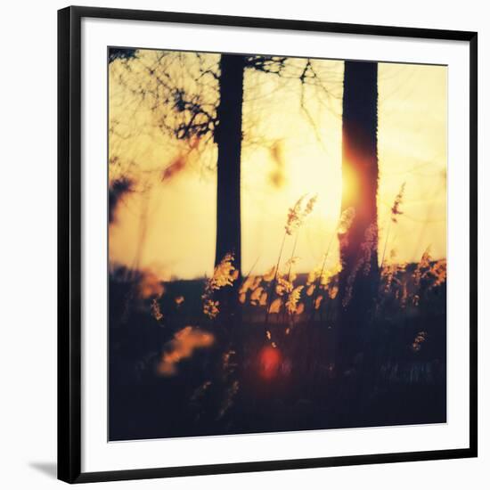 Timber Dawn-David Keochkerian-Framed Art Print