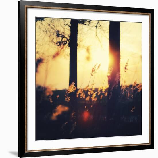 Timber Dawn-David Keochkerian-Framed Art Print