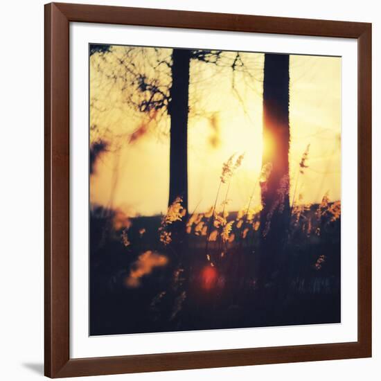 Timber Dawn-David Keochkerian-Framed Art Print