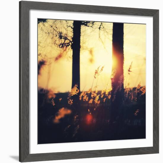Timber Dawn-David Keochkerian-Framed Art Print