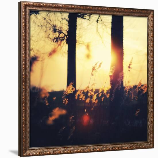 Timber Dawn-David Keochkerian-Framed Art Print