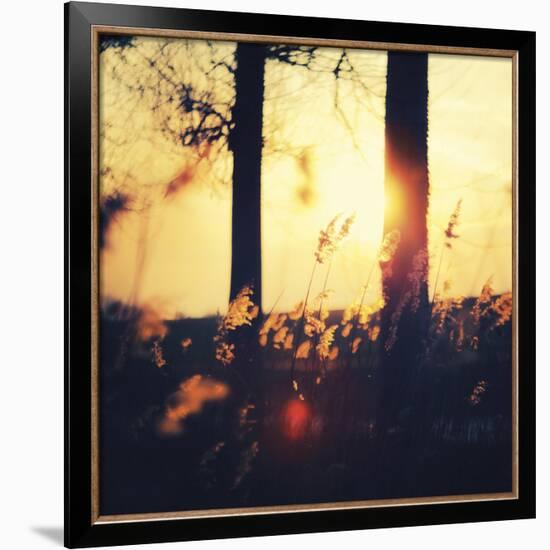 Timber Dawn-David Keochkerian-Framed Art Print