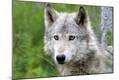 Premium Photographic Print
