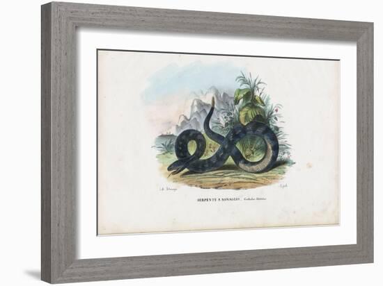 Timber Rattlesnake, 1863-79-Raimundo Petraroja-Framed Giclee Print