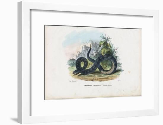 Timber Rattlesnake, 1863-79-Raimundo Petraroja-Framed Giclee Print