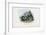 Timber Rattlesnake, 1863-79-Raimundo Petraroja-Framed Giclee Print