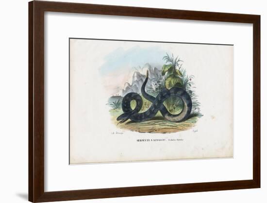 Timber Rattlesnake, 1863-79-Raimundo Petraroja-Framed Giclee Print