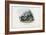 Timber Rattlesnake, 1863-79-Raimundo Petraroja-Framed Giclee Print