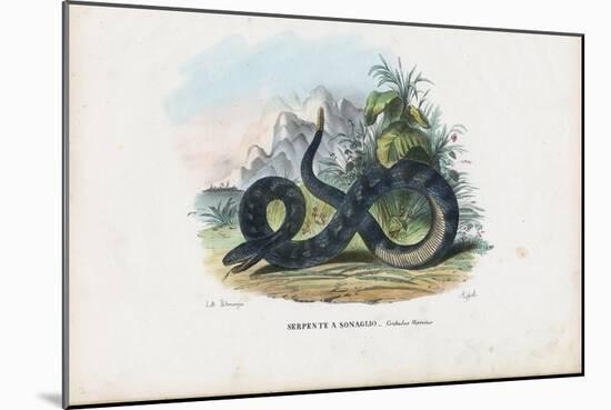 Timber Rattlesnake, 1863-79-Raimundo Petraroja-Mounted Giclee Print