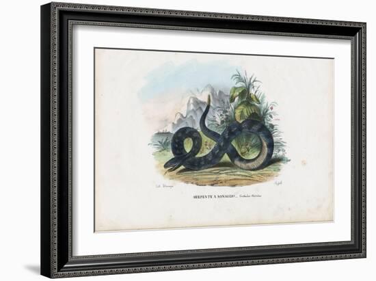 Timber Rattlesnake, 1863-79-Raimundo Petraroja-Framed Giclee Print