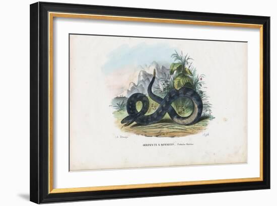 Timber Rattlesnake, 1863-79-Raimundo Petraroja-Framed Giclee Print