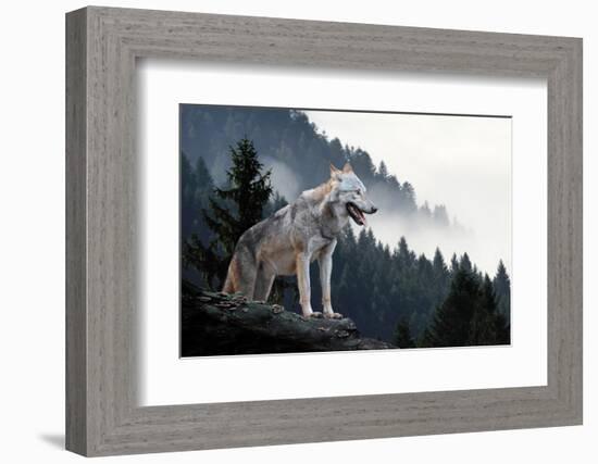 Timber Wolf Hunting in Mountain-Volodymyr Burdiak-Framed Photographic Print