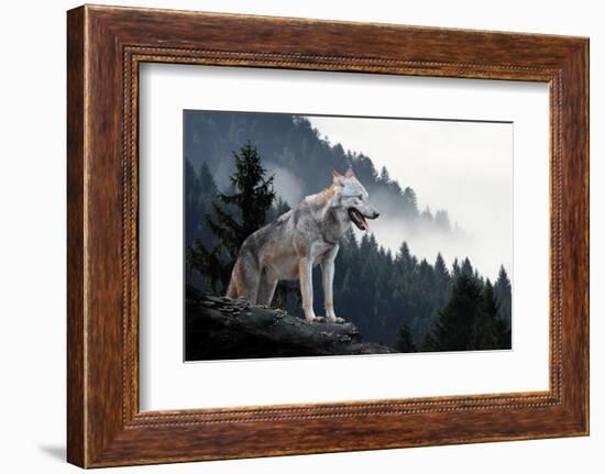 Timber Wolf Hunting in Mountain-Volodymyr Burdiak-Framed Photographic Print