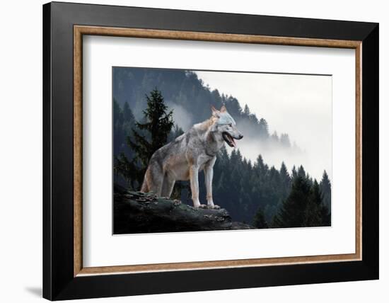 Timber Wolf Hunting in Mountain-Volodymyr Burdiak-Framed Photographic Print