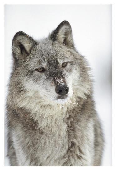 timber wolf portrait with snow on muzzle montana art print by tim
