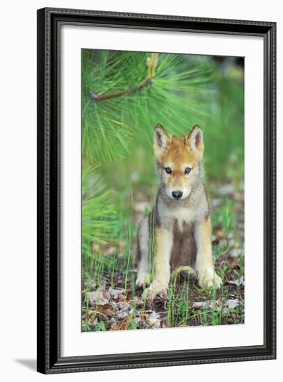 Timber Wolf Pup Sitting Down-null-Framed Photographic Print