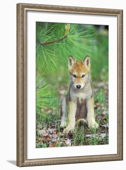 Timber Wolf Pup Sitting Down-null-Framed Photographic Print