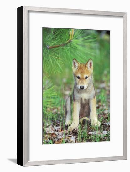 Timber Wolf Pup Sitting Down-null-Framed Photographic Print