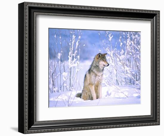 Timber Wolf Sitting in the Snow, Utah, USA-David Northcott-Framed Photographic Print