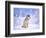 Timber Wolf Sitting in the Snow, Utah, USA-David Northcott-Framed Photographic Print