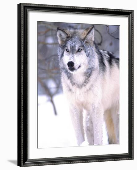 Timber Wolf, Utah, USA-David Northcott-Framed Photographic Print