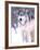 Timber Wolf, Utah, USA-David Northcott-Framed Photographic Print