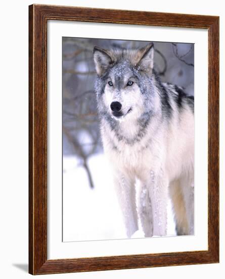 Timber Wolf, Utah, USA-David Northcott-Framed Photographic Print