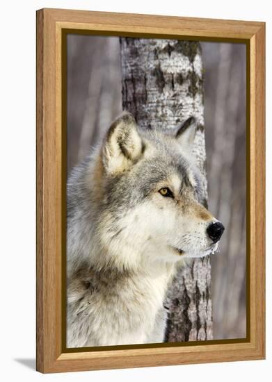 Timber Wolf-null-Framed Premier Image Canvas