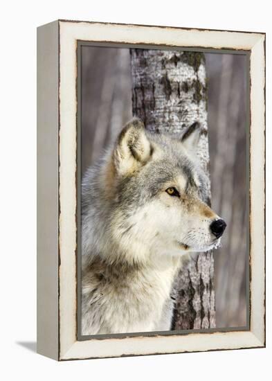 Timber Wolf-null-Framed Premier Image Canvas