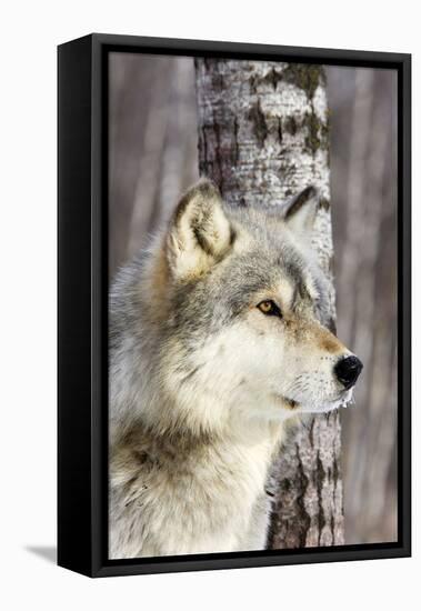 Timber Wolf-null-Framed Premier Image Canvas