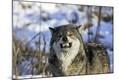 Premium Photographic Print