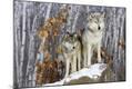 Premium Photographic Print