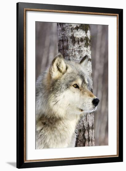 Timber Wolf-null-Framed Photographic Print