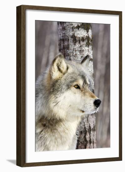 Timber Wolf-null-Framed Photographic Print