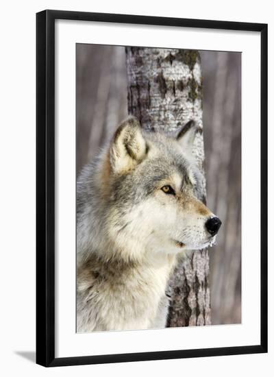 Timber Wolf-null-Framed Photographic Print