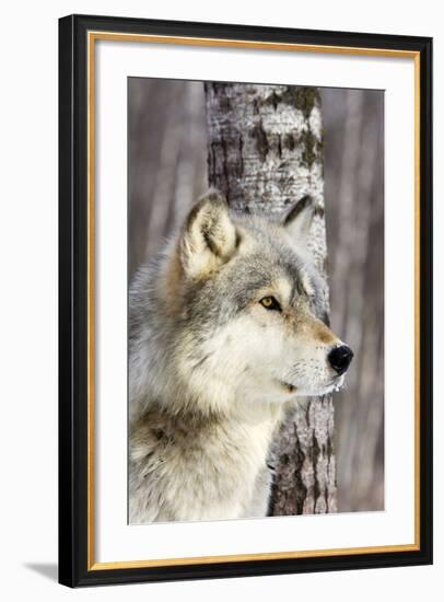 Timber Wolf-null-Framed Photographic Print