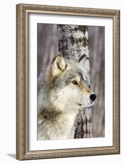 Timber Wolf-null-Framed Photographic Print