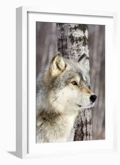 Timber Wolf-null-Framed Photographic Print